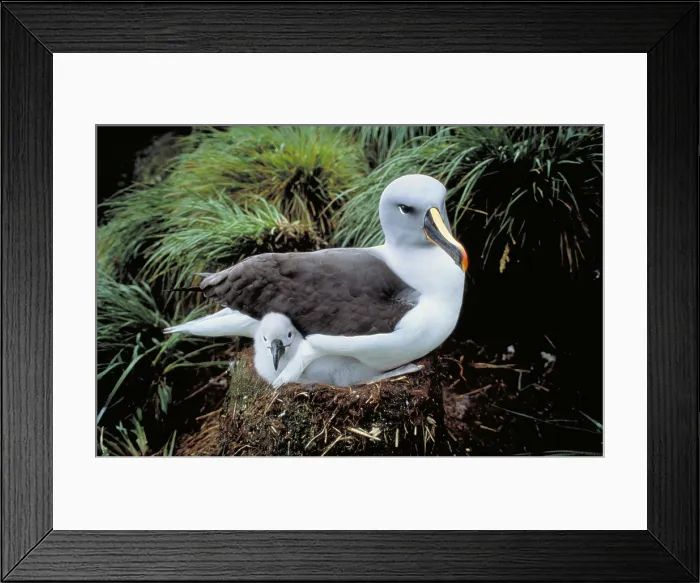 Framed Print : Gray-headed Albatross Framed Print : Gray-headed Albatross