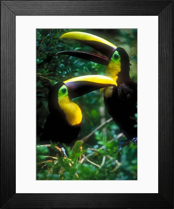 Framed Print : Chestnut-mandibled toucans