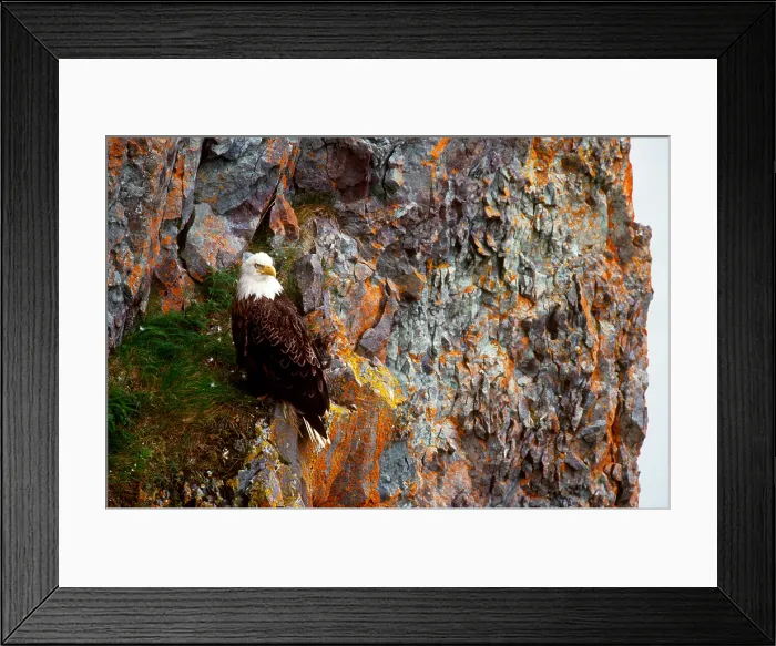Framed Print : Bald Eagle
