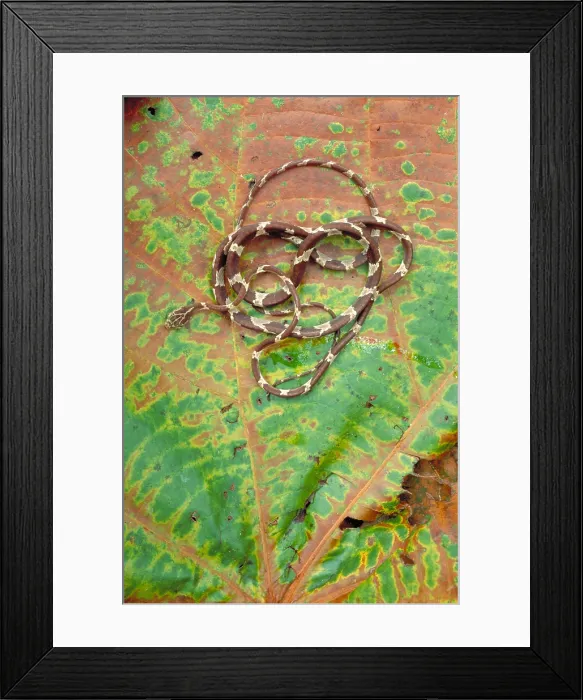 Framed Print : Blunt-headed Tree Snake Framed Print : Blunt-headed Tree Snake