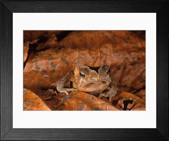 Framed Print : Toad. A leaf toad (Bufo typhonius or Bufo margaritifer) blends in with