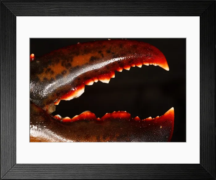 Framed Print : Lobster Claw
