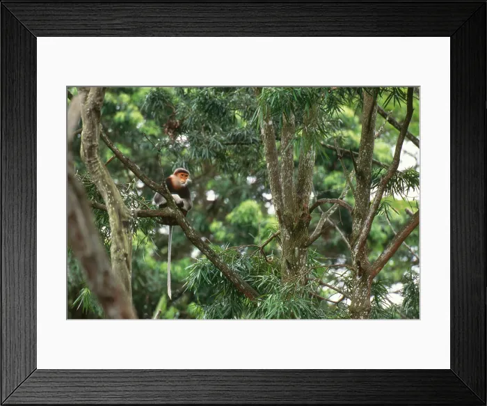Framed Print : Red-shanked Douc Langur