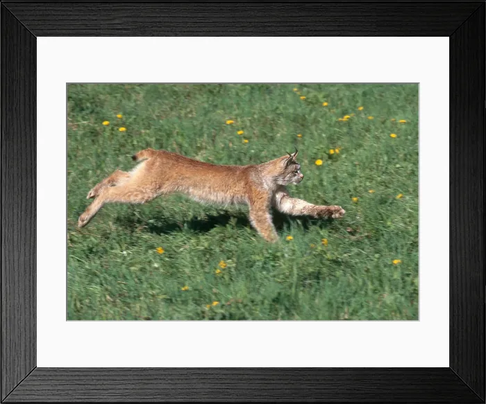 Framed Print : Canadian Lynx Framed Print : Canadian Lynx
