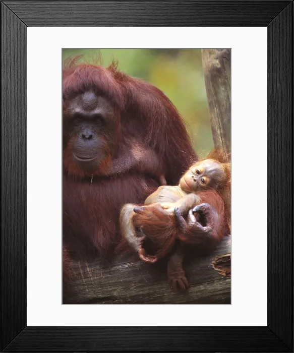 Framed Print : Bornean Orangutan with baby Framed Print : Bornean Orangutan with baby