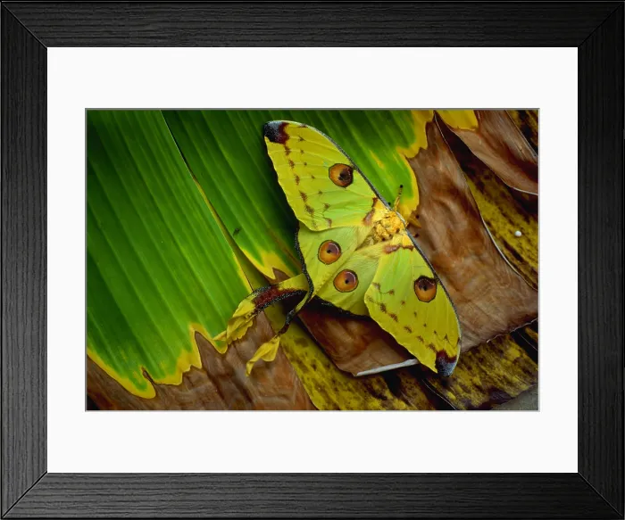 Framed Print : Comet moth Framed Print : Comet moth