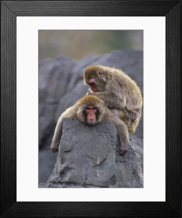 Framed Print : Two Japanese Macaque Framed Print : Two Japanese Macaque