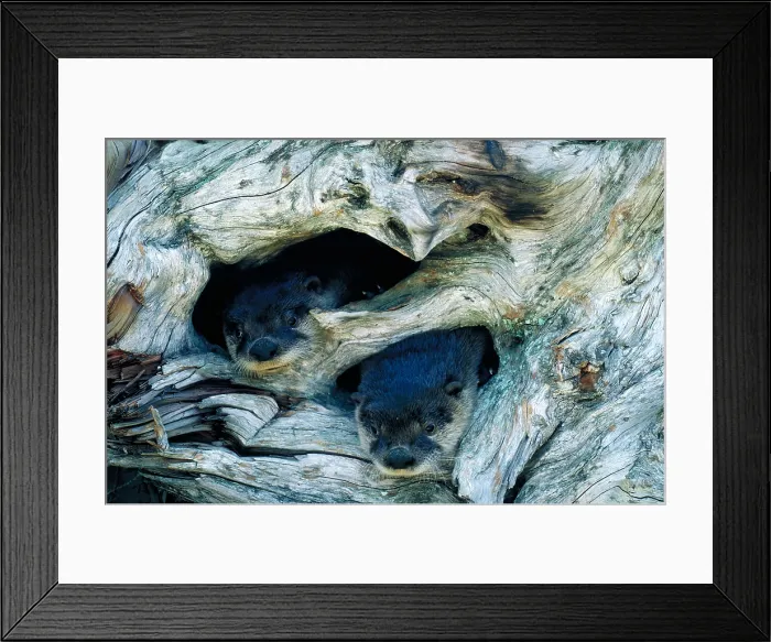 Framed Print : River otters
