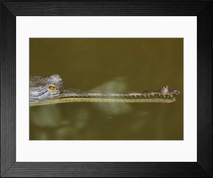 Framed Print : Gavial Crocodile Framed Print : Gavial Crocodile