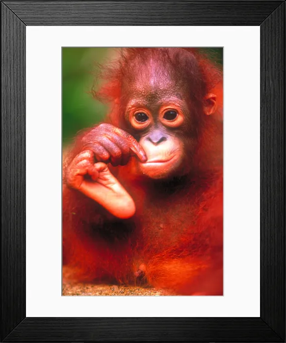 Framed Print : Bornean orangutan
