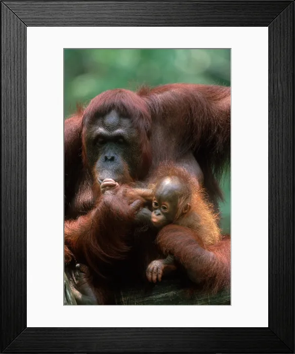 Framed Print : Bornean Orangutan