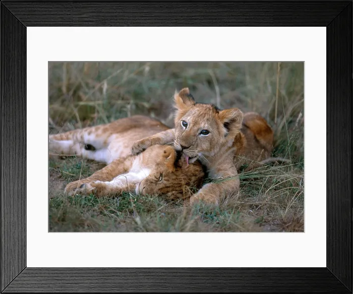 Framed Print : African Lion cubs (Panthera leo)