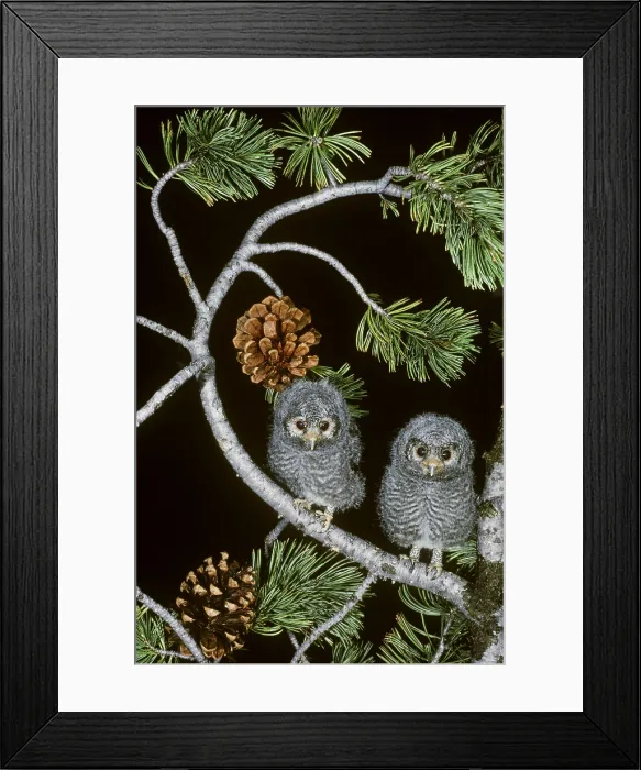 Framed Print : Flammulated Owl (Otus flammeolus)