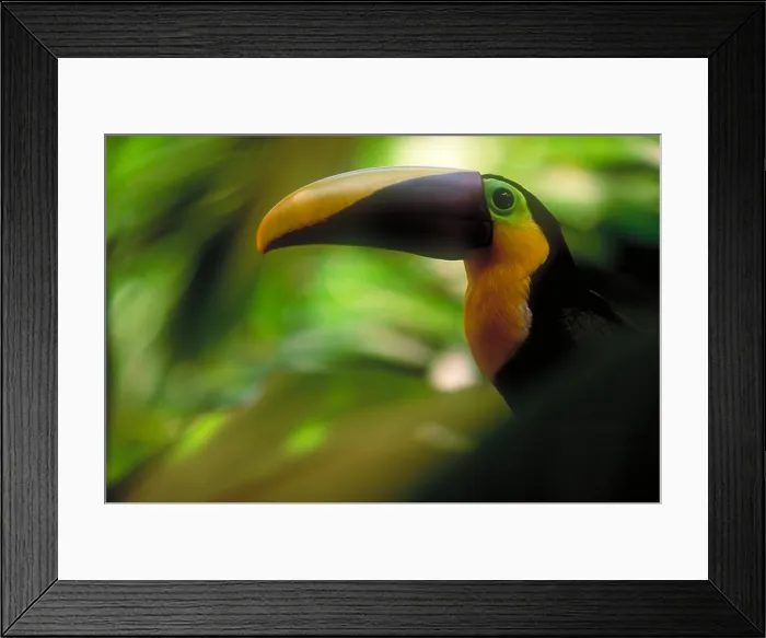 Framed Print : Chestnut-mandibled toucan