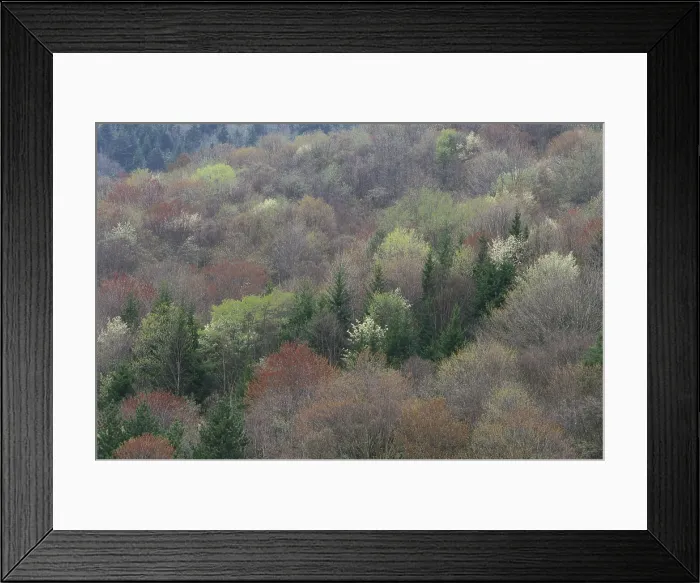 Framed Print : North Carolina forest Framed Print : North Carolina forest