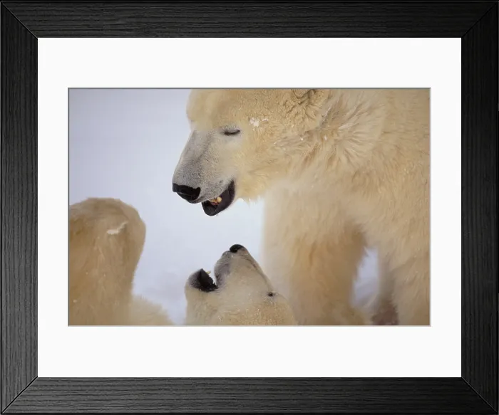 Framed Print : Polar bears. Churchill, Canada Framed Print : Polar bears. Churchill, Canada