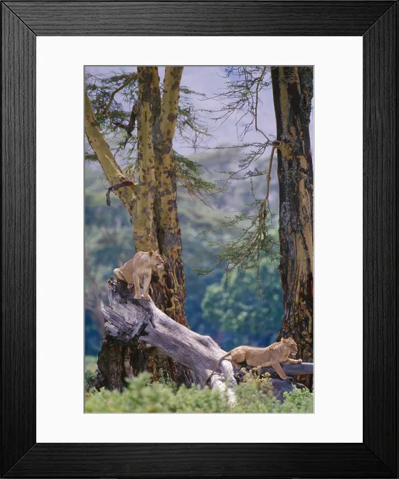 Framed Print : African lions, Tanzania Framed Print : African lions, Tanzania