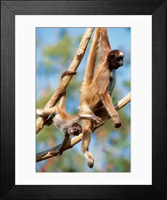 Framed Print : Spider Monkeys hanging from vines