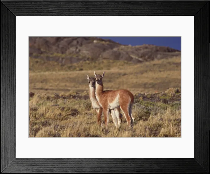 Framed Print : Guanaco. Chile, Torres Del Paine National Park, Guanaco (Lama guanicoe) Framed Print : Guanaco. Chile, Torres Del Paine National Park, Guanaco (Lama guanicoe)