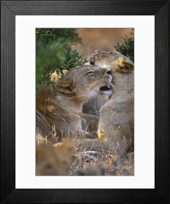 Framed Print : Lioness. South Africa, Kruger National Park, Two Lionesses (Panthera leo) sitting in grass Framed Print : Lioness. South Africa, Kruger National Park, Two Lionesses (Panthera leo) sitting in grass