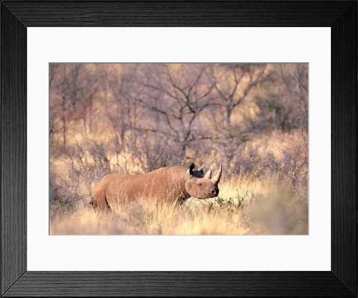 Framed Print : Black Rhinoceros (Diceros bicornis)