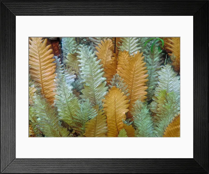 Framed Print : Ferns Framed Print : Ferns