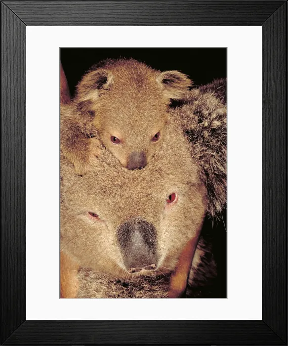 Framed Print : Koala (Phascolarctos cinereus), Australia Framed Print : Koala (Phascolarctos cinereus), Australia