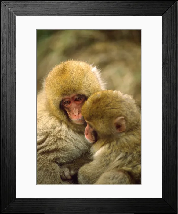 Framed Print : Snow monkeys cuddling Framed Print : Snow monkeys cuddling