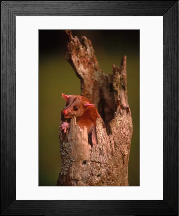 Framed Print : Bare-tailed Woolly Opossum Framed Print : Bare-tailed Woolly Opossum