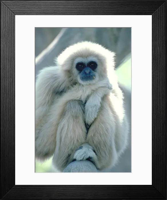 Framed Print : Common Gibbon Framed Print : Common Gibbon