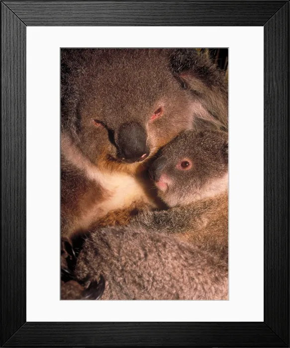 Framed Print : Koala with young Framed Print : Koala with young