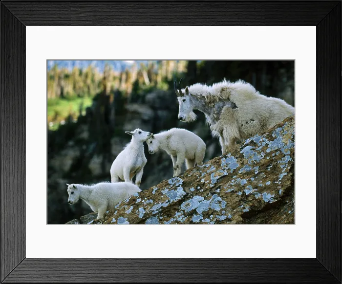 Framed Print : Mountain Goats Framed Print : Mountain Goats