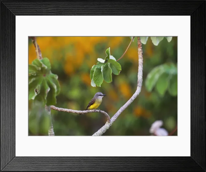Framed Print : Tropical Kingbird Framed Print : Tropical Kingbird
