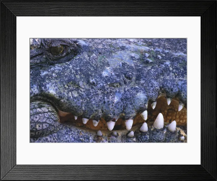 Framed Print : Crocodile Head Framed Print : Crocodile Head