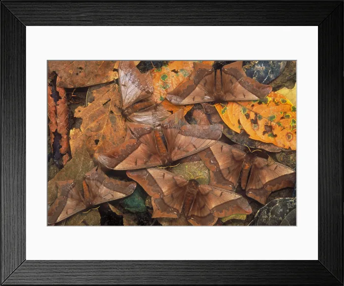 Framed Print : Cryptic leaf moths blending Framed Print : Cryptic leaf moths blending