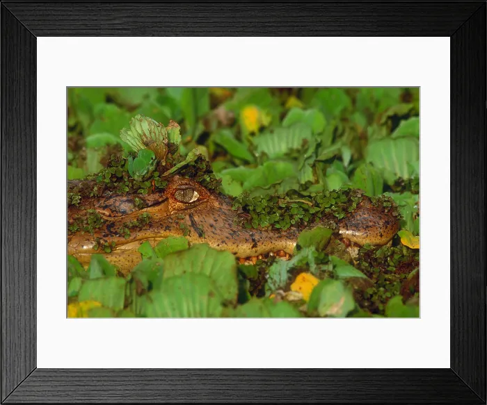 Framed Print : Spectacled caiman Framed Print : Spectacled caiman