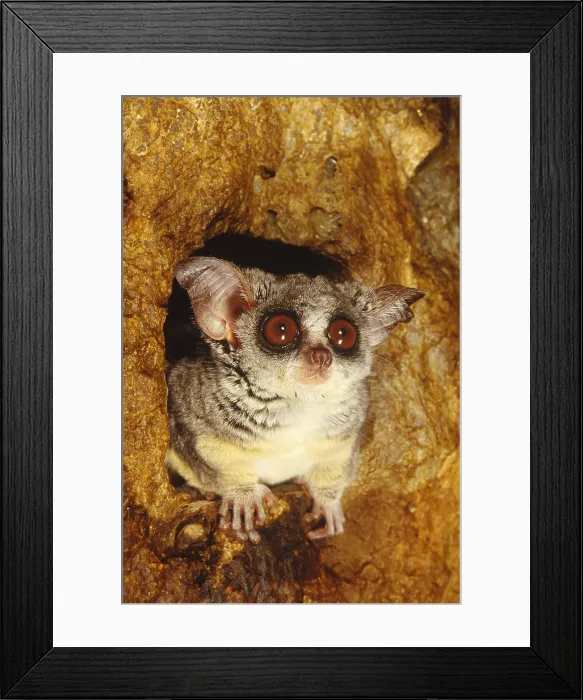 Framed Print : Lesser Bushbaby