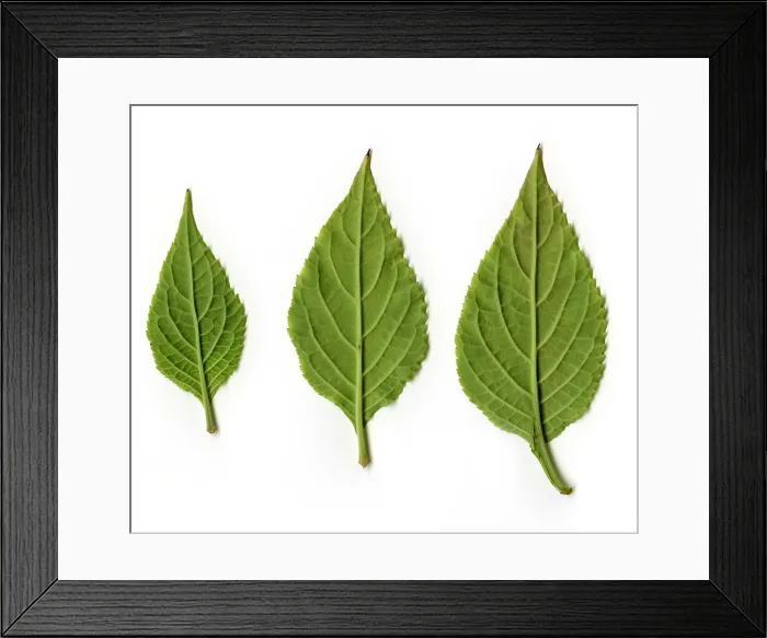 Framed Print : Leaves of Diviner's Sage, underside view Framed Print : Leaves of Diviner's Sage, underside view
