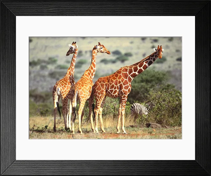 Framed Print : Reticulated Giraffe and Zebra
