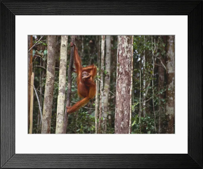 Framed Print : Orangutan. Borneo, Sarawak, Orangutan (Pongo pongo pygmaeus) hanging on tree trunk