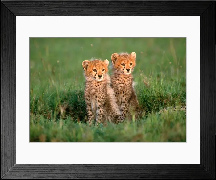 Framed Print : Cheetah Cubs Framed Print : Cheetah Cubs