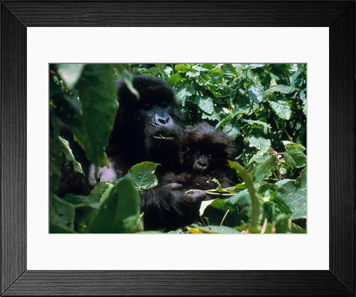 Framed Print : Mountain Gorillas Framed Print : Mountain Gorillas