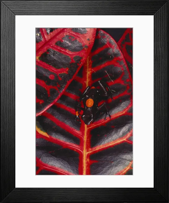 Framed Print : Red and Black Poison Arrow Frog Framed Print : Red and Black Poison Arrow Frog