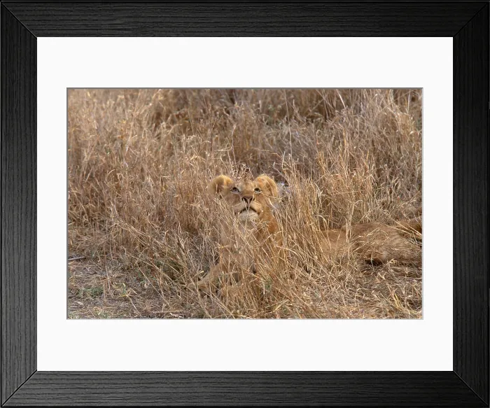 Framed Print : African Lion (Panthera leo) Framed Print : African Lion (Panthera leo)