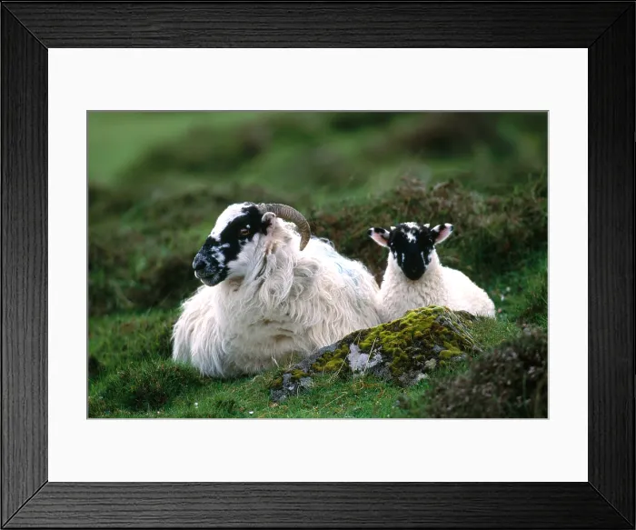 Framed Print : Domestic Sheep Framed Print : Domestic Sheep