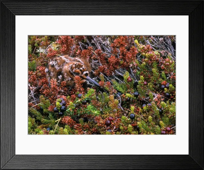 Framed Print : Eurasian Golden Plover