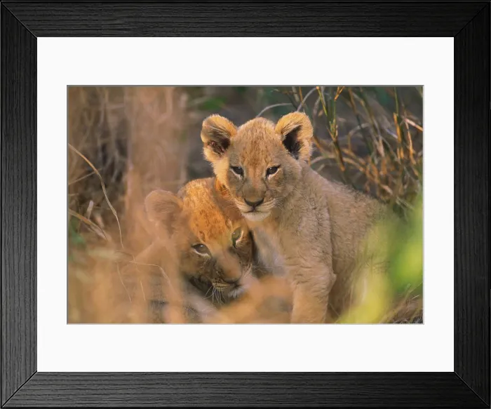 Framed Print : Lion Cubs. Two lion (Panthera leo) cubs sitting in grass Framed Print : Lion Cubs. Two lion (Panthera leo) cubs sitting in grass