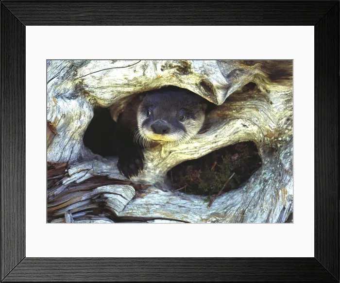 Framed Print : North American River Otter Framed Print : North American River Otter