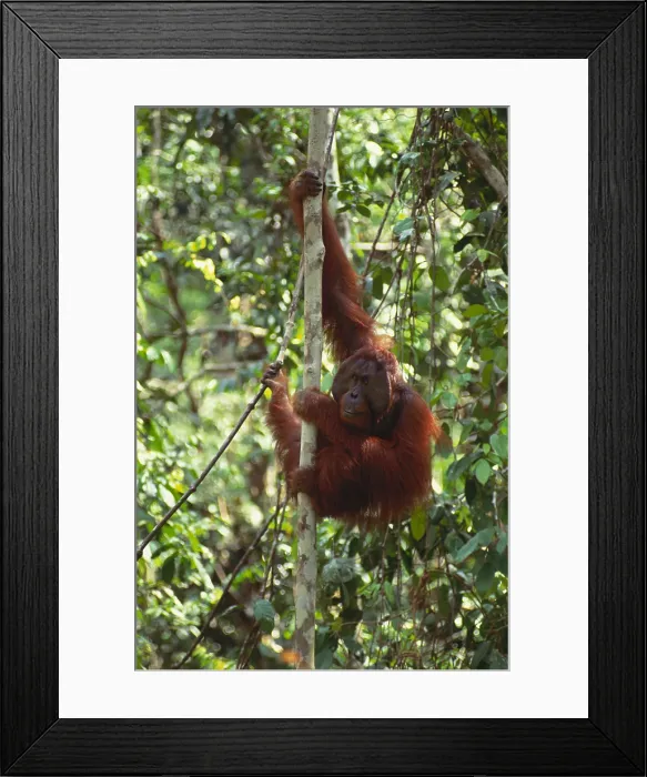 Framed Print : Bornean Orangutan Framed Print : Bornean Orangutan