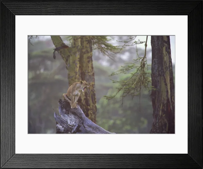 Framed Print : Panthera leo yawning Framed Print : Panthera leo yawning